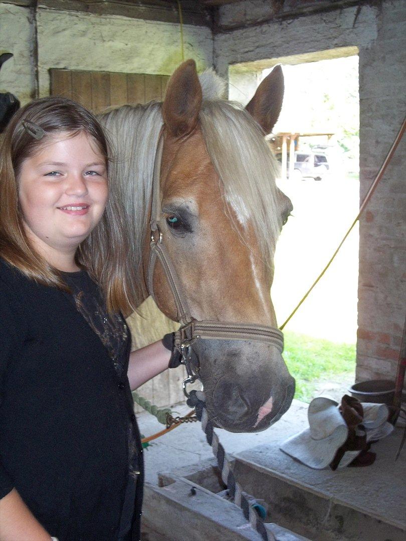 Haflinger Straus - Velkommen til Straus's profil.. billede 1