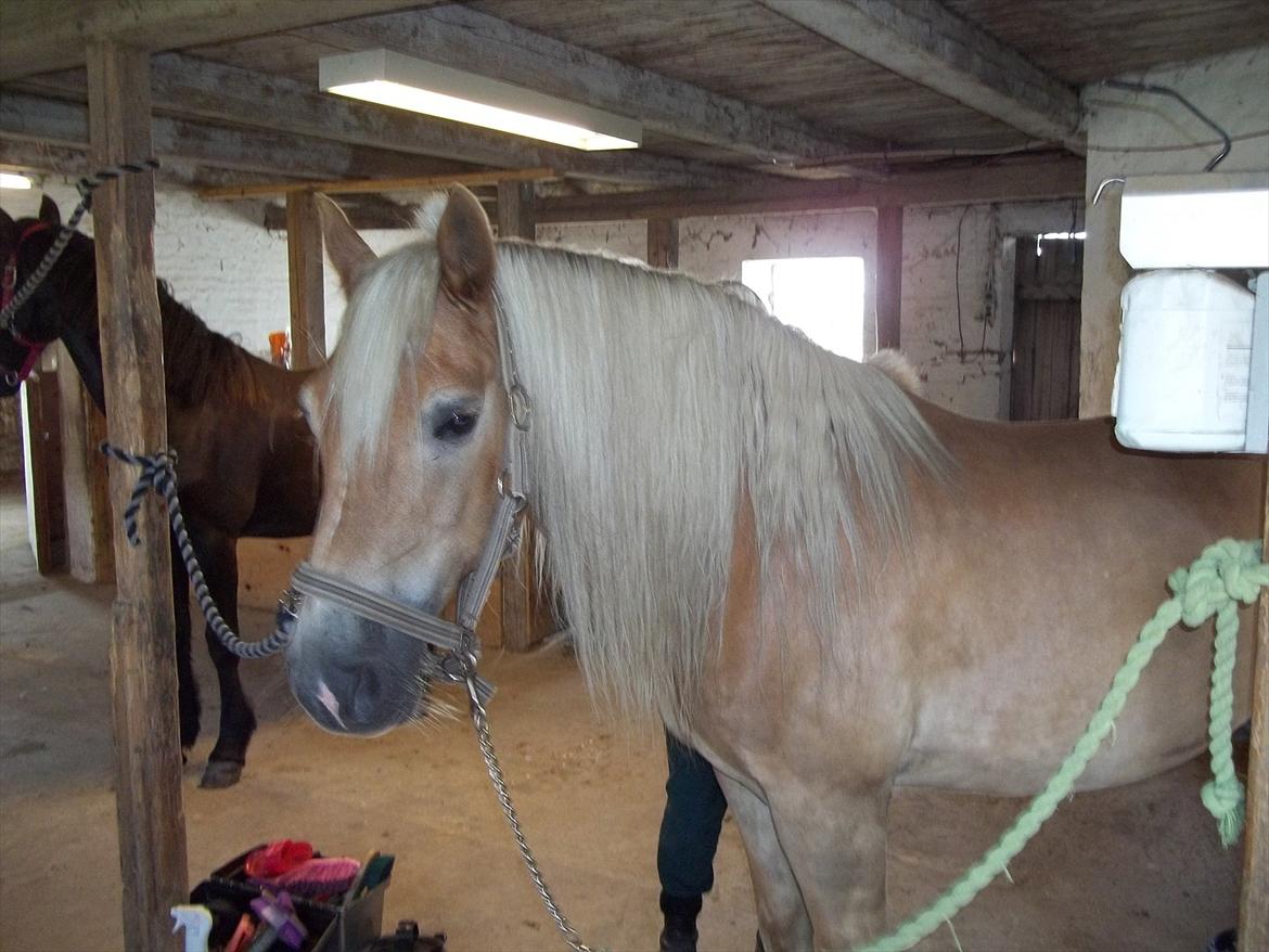 Haflinger Straus billede 3