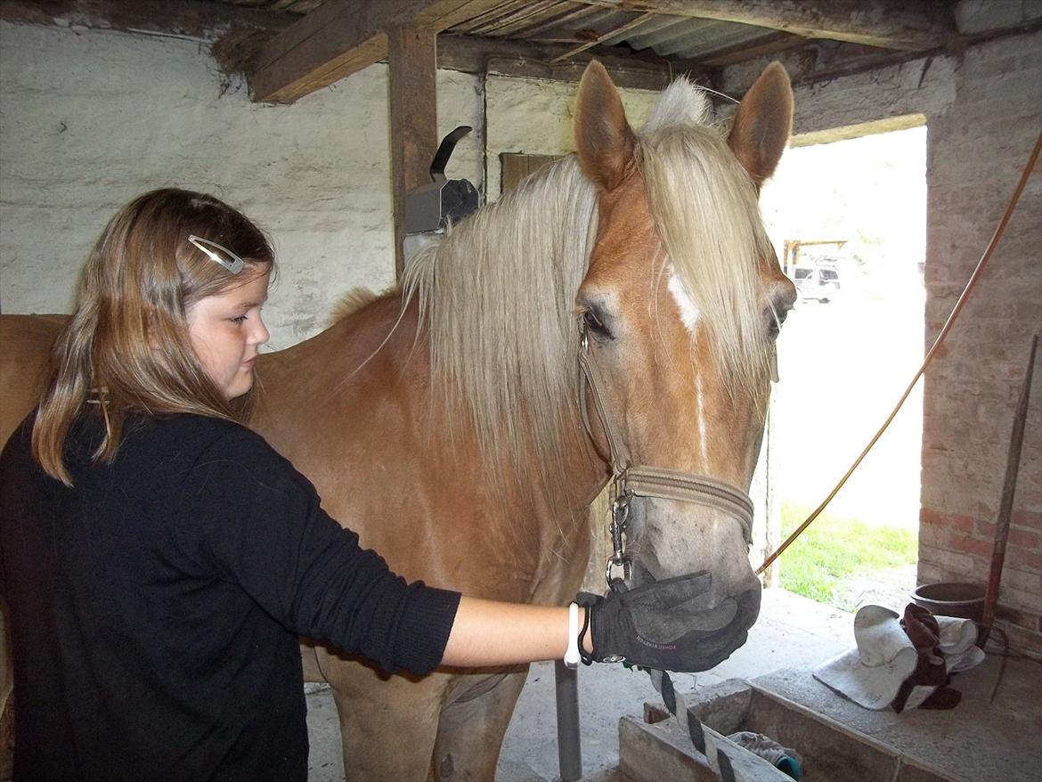 Haflinger Straus billede 5