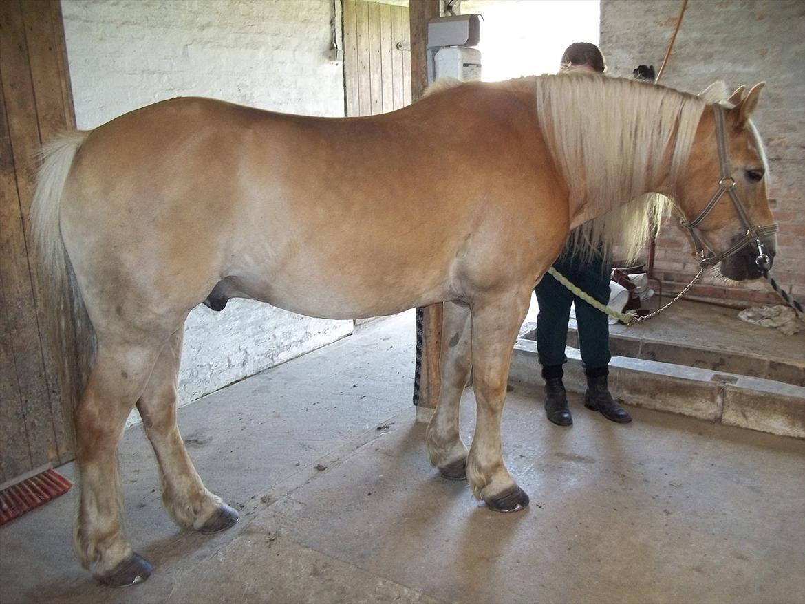 Haflinger Straus billede 6
