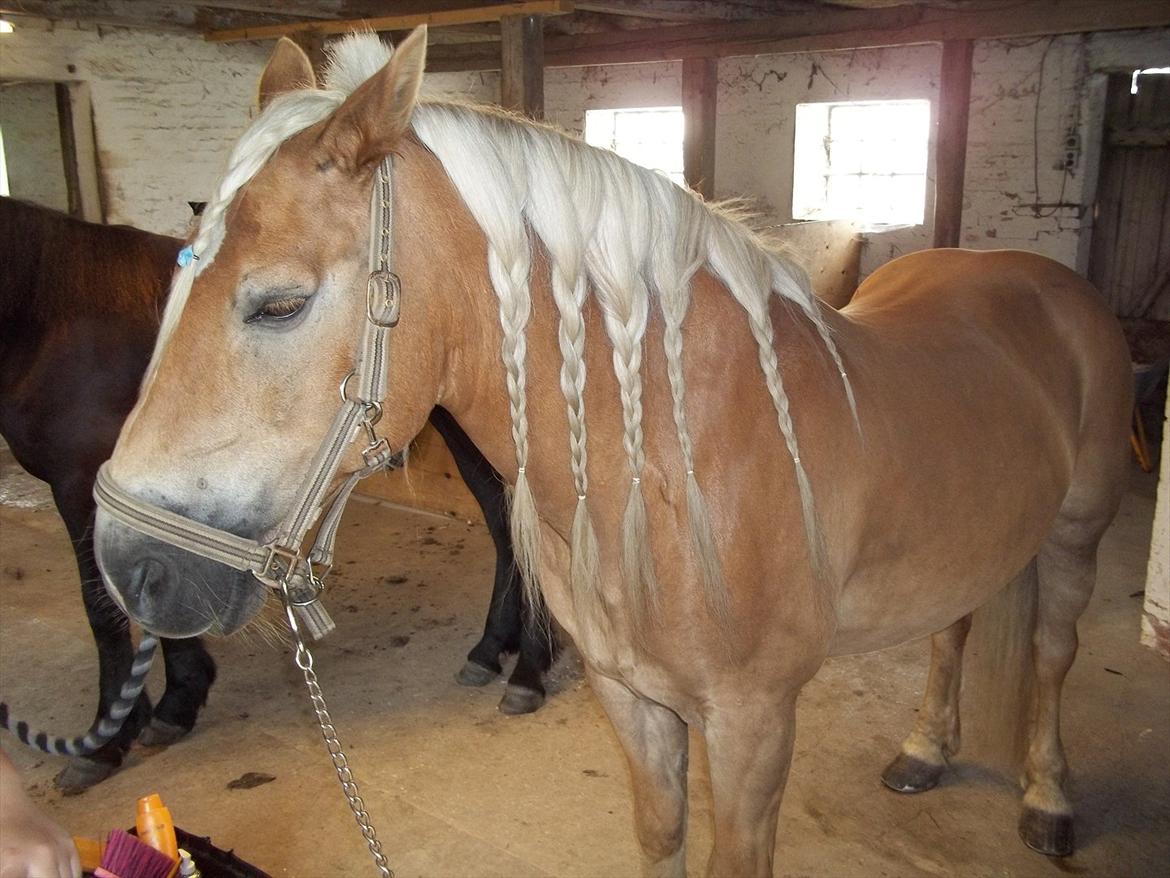 Haflinger Straus billede 7