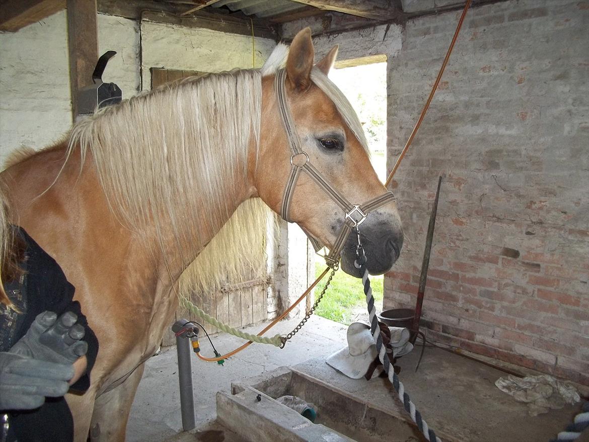 Haflinger Straus billede 8