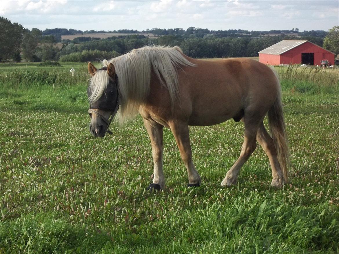 Haflinger Straus billede 9