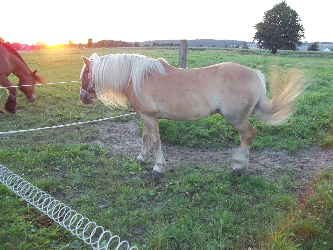 Haflinger Straus billede 10