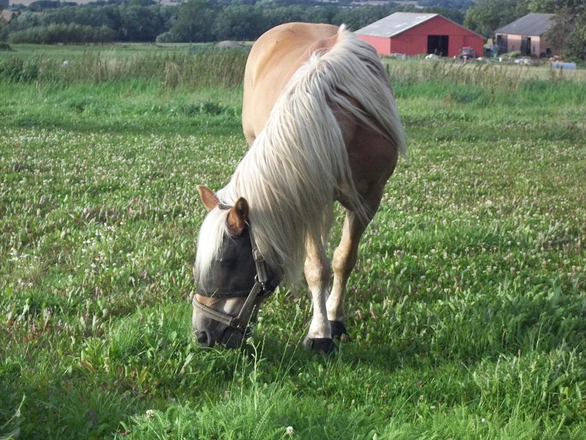 Haflinger Straus billede 11