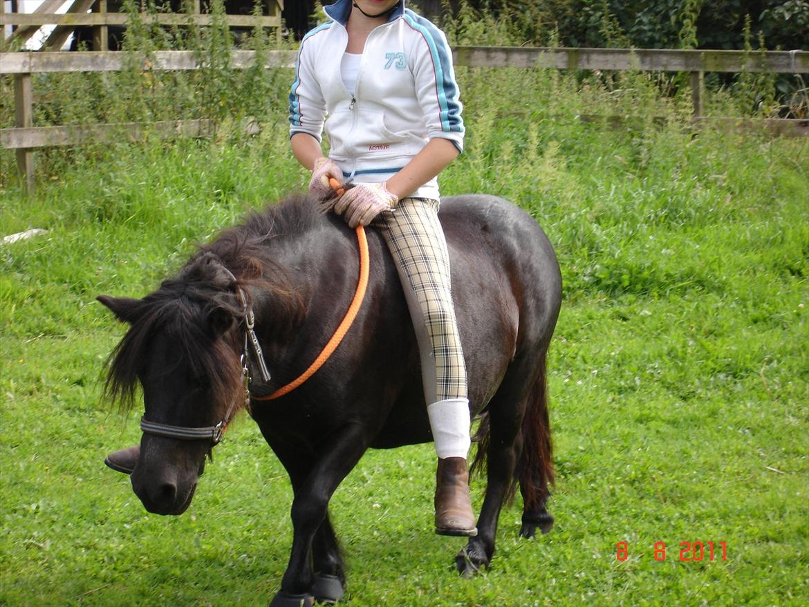 Shetlænder Kongsteds Katie billede 15