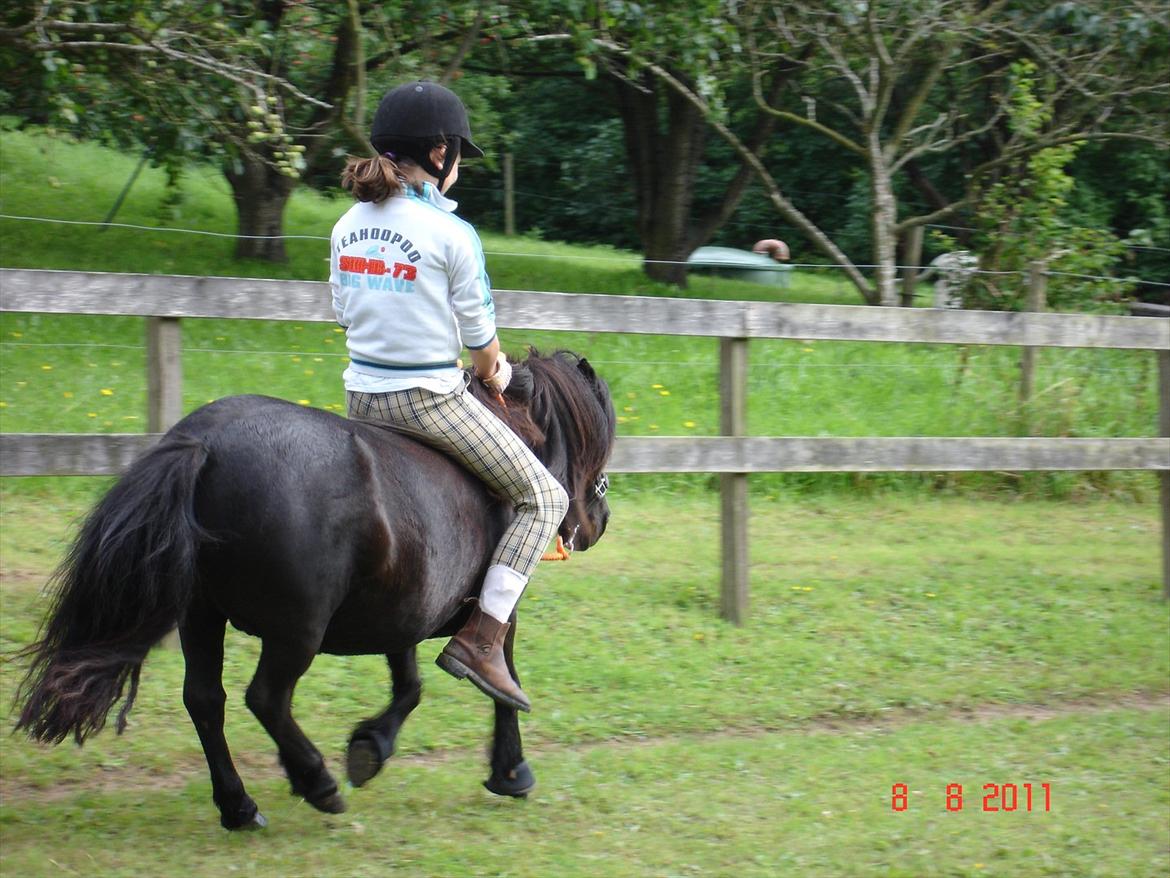 Shetlænder Kongsteds Katie billede 18