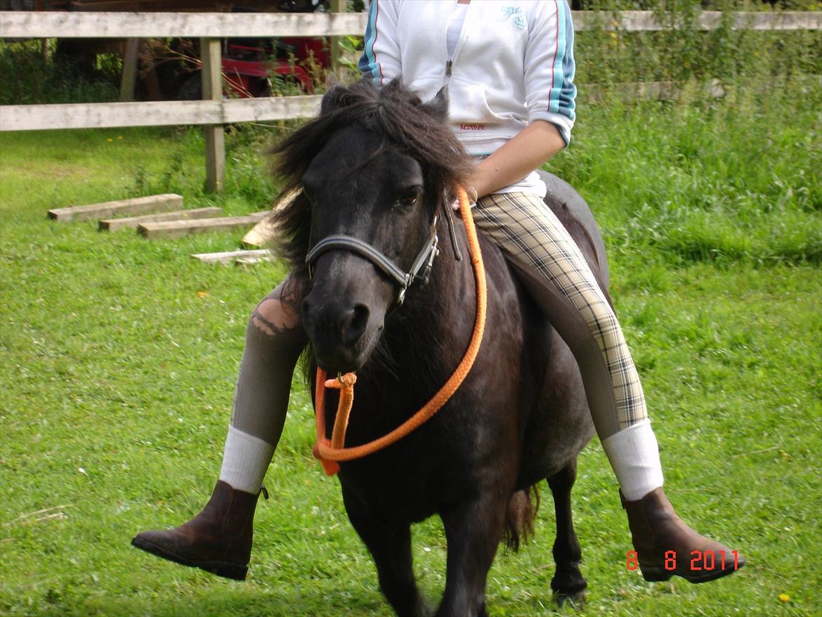 Shetlænder Kongsteds Katie billede 19
