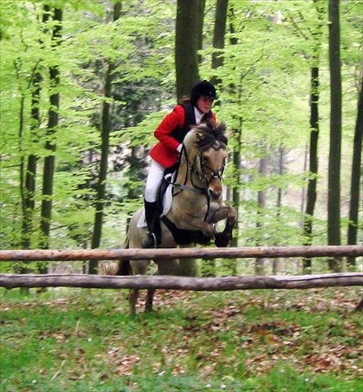 Anden særlig race Perle billede 1