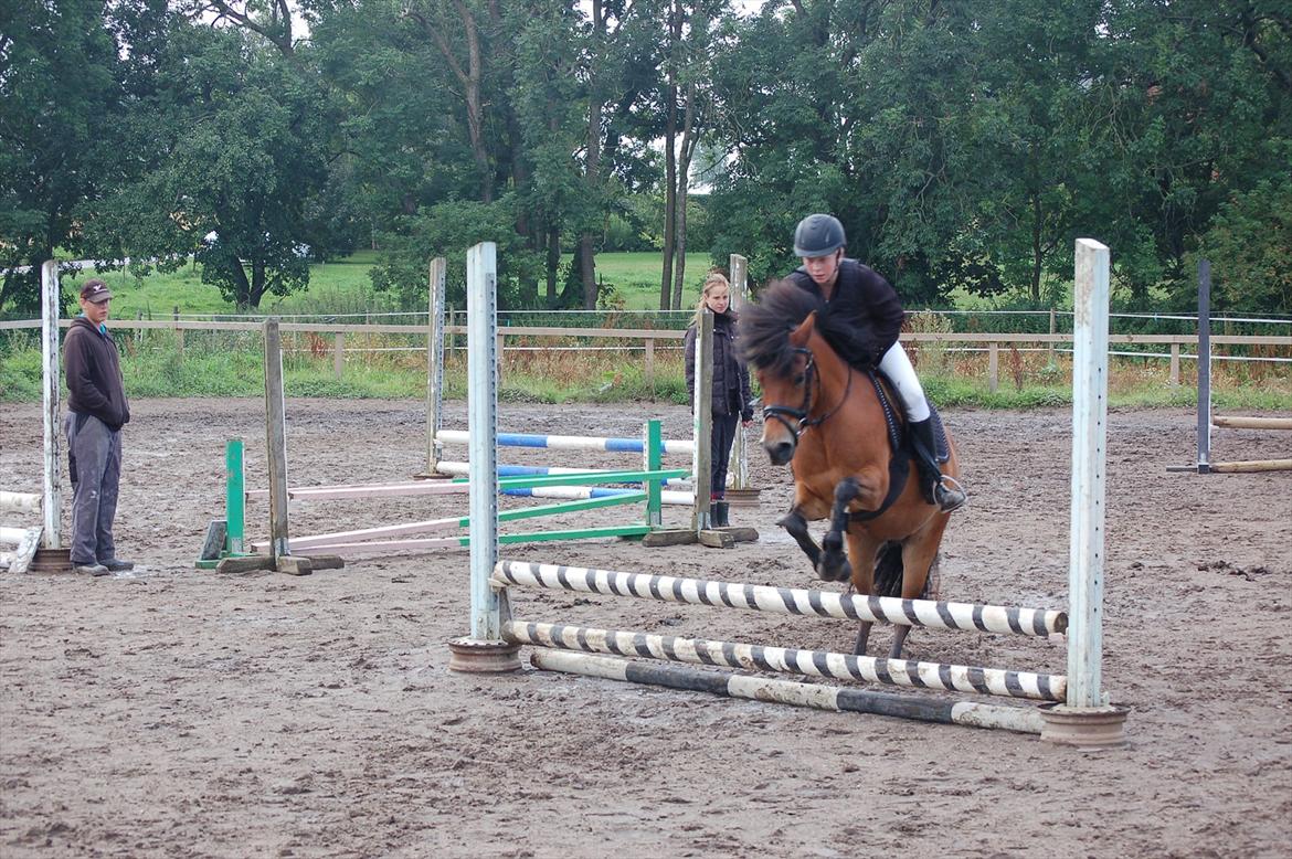 Anden særlig race Daisy billede 15