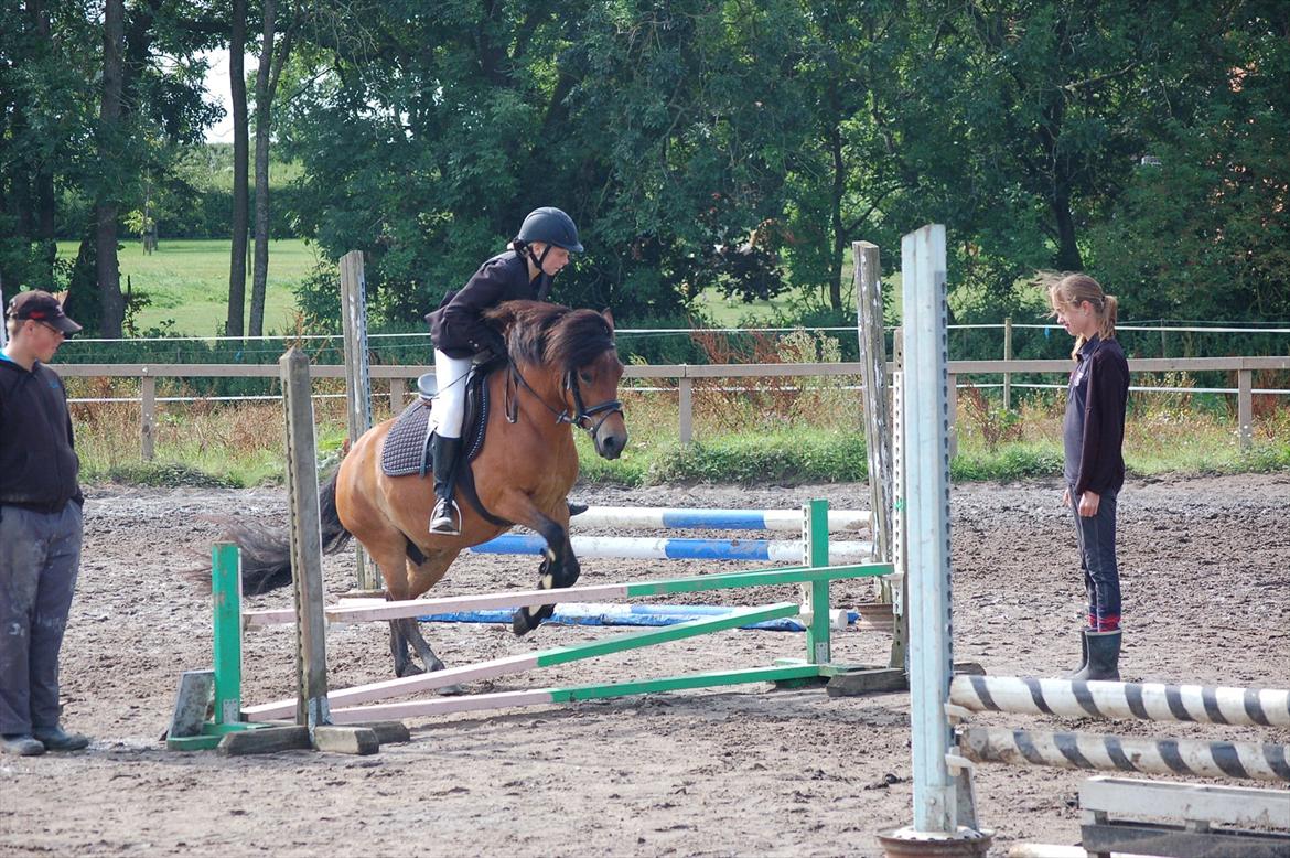 Anden særlig race Daisy billede 17