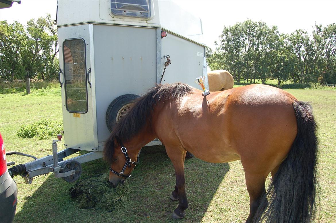 Anden særlig race Daisy billede 19