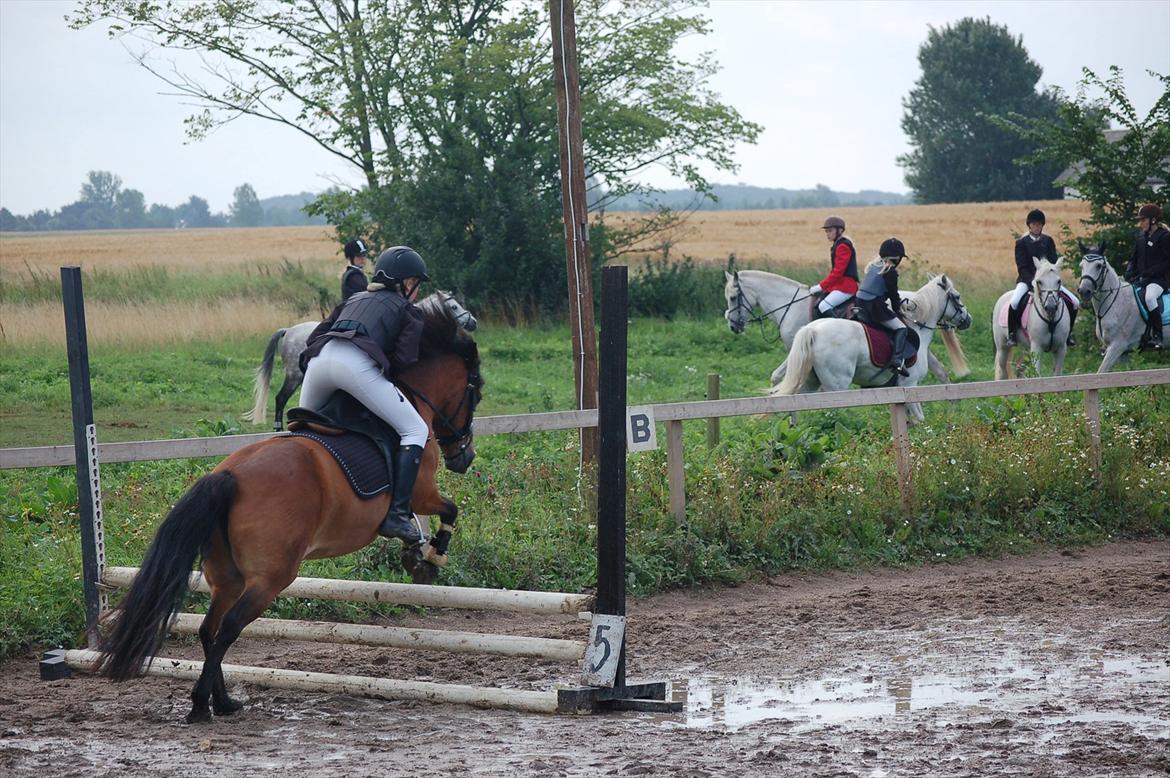 Anden særlig race Daisy billede 20