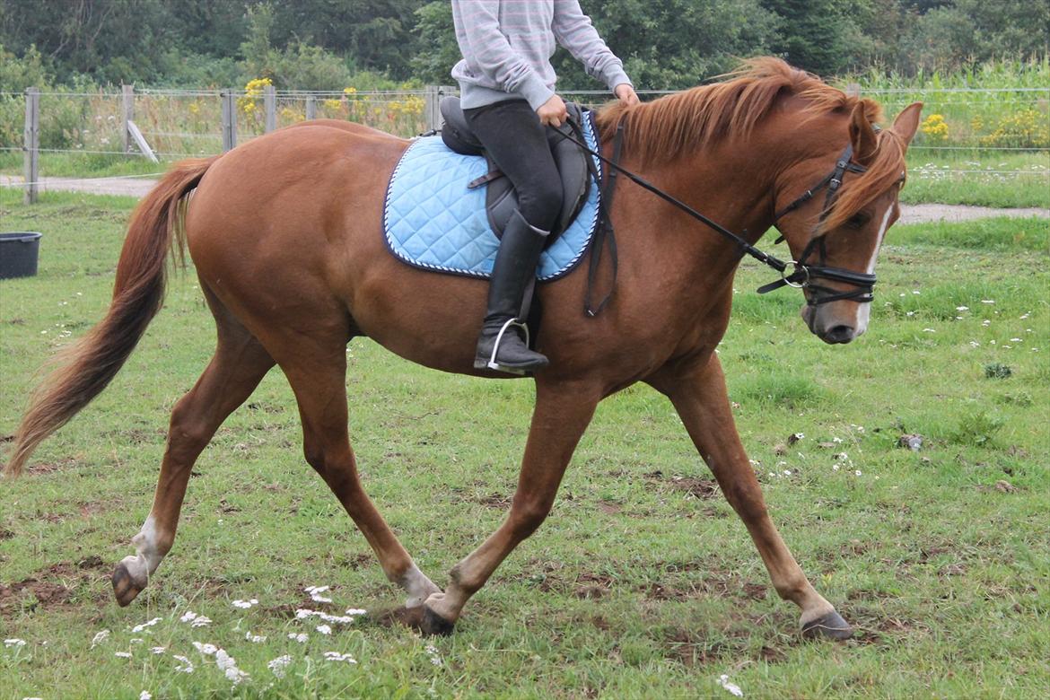 DSP Lejaro Rouge billede 4