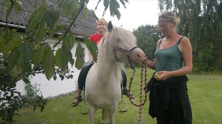 Islænder Skyssa fra Tøndborg - 1. gang med rytter her hos os.
Beklager den dårlige billedkvalitet, det er et mobilosfoto ;o) billede 8