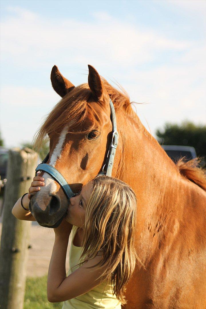 DSP Lejaro Rouge billede 6