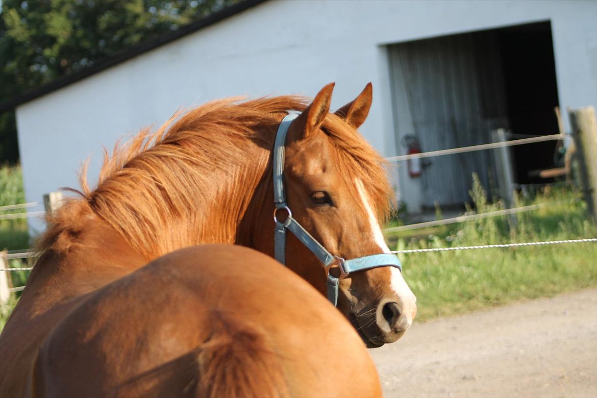 DSP Lejaro Rouge billede 7