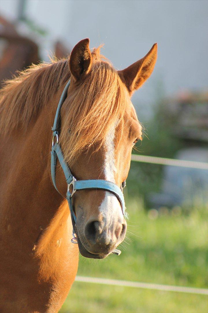 DSP Lejaro Rouge billede 8