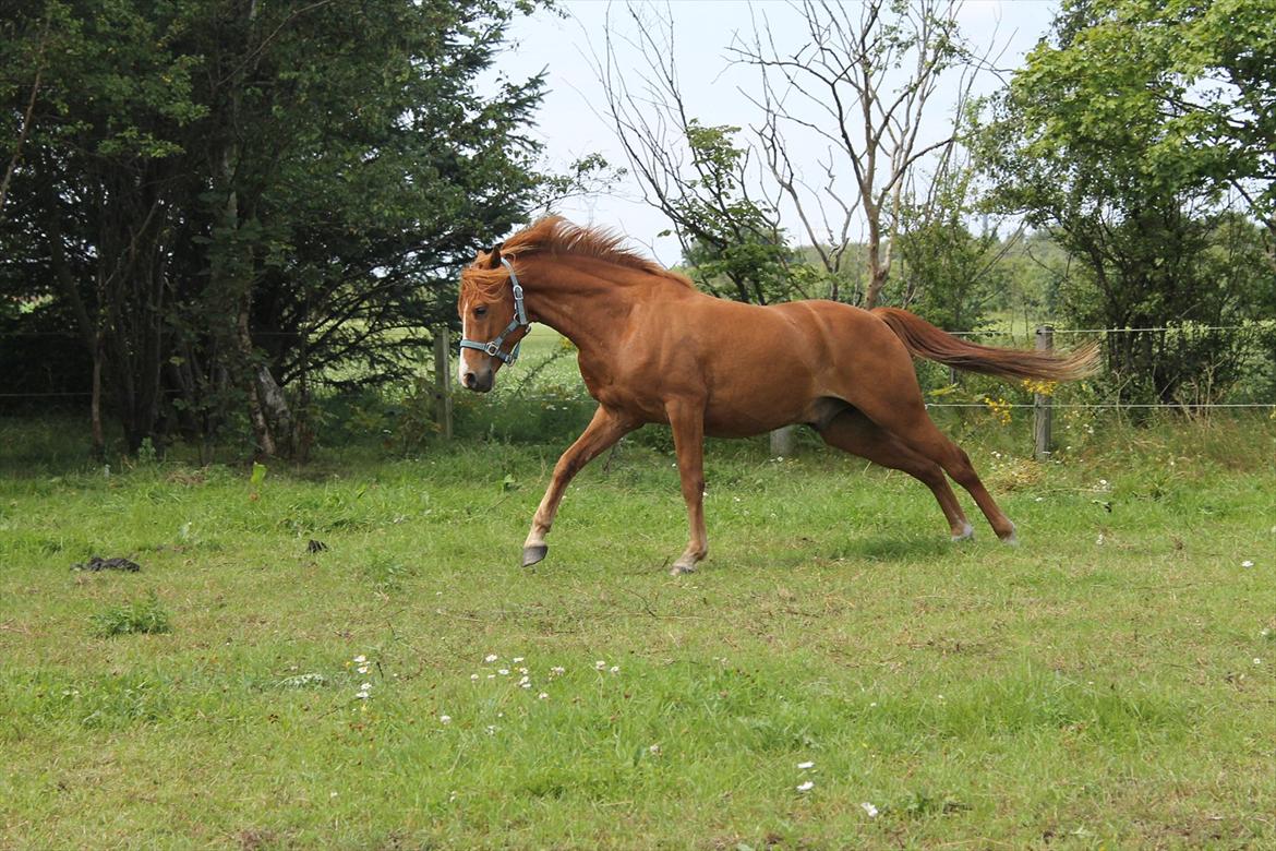 DSP Lejaro Rouge billede 9