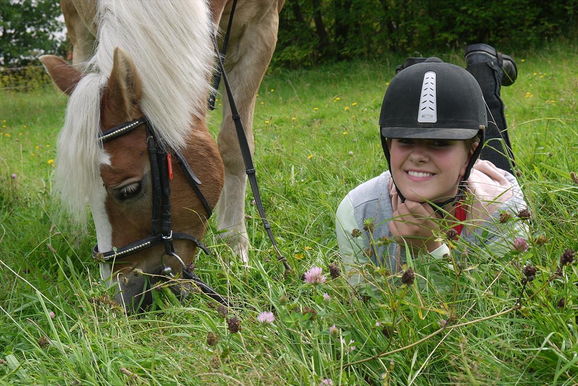 Haflinger Oscar ~Du er guld værd, min ven.~ billede 18