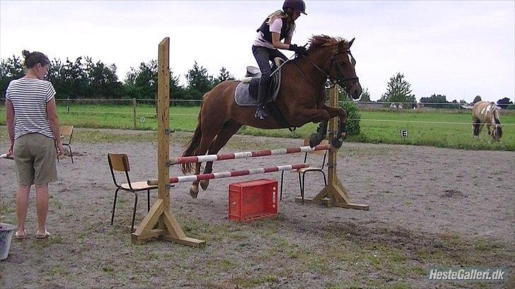 New Forest Beethoven - LHJ foto billede 10