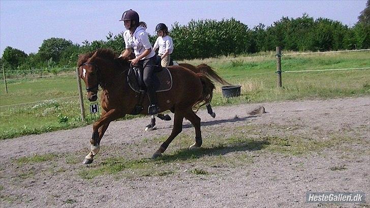 New Forest Beethoven - LHJ foto billede 12