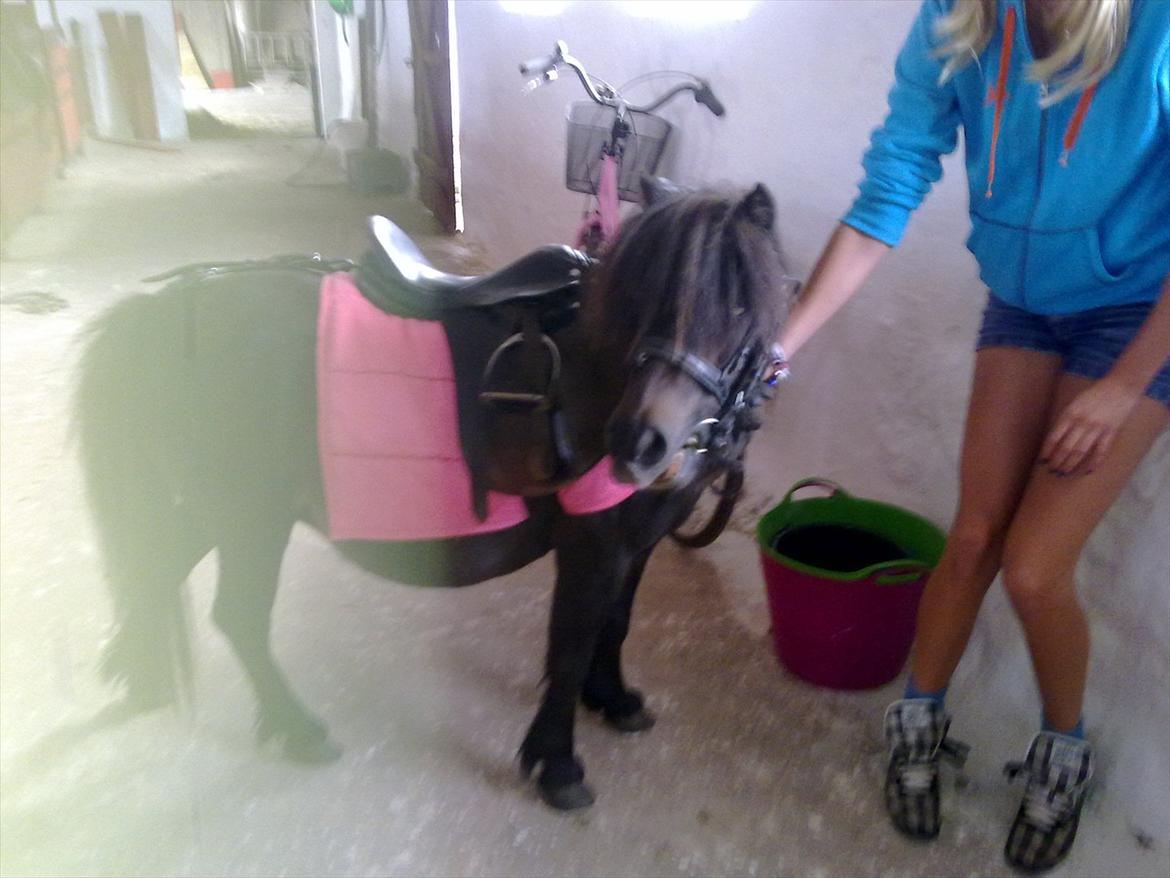 Shetlænder Oline billede 1