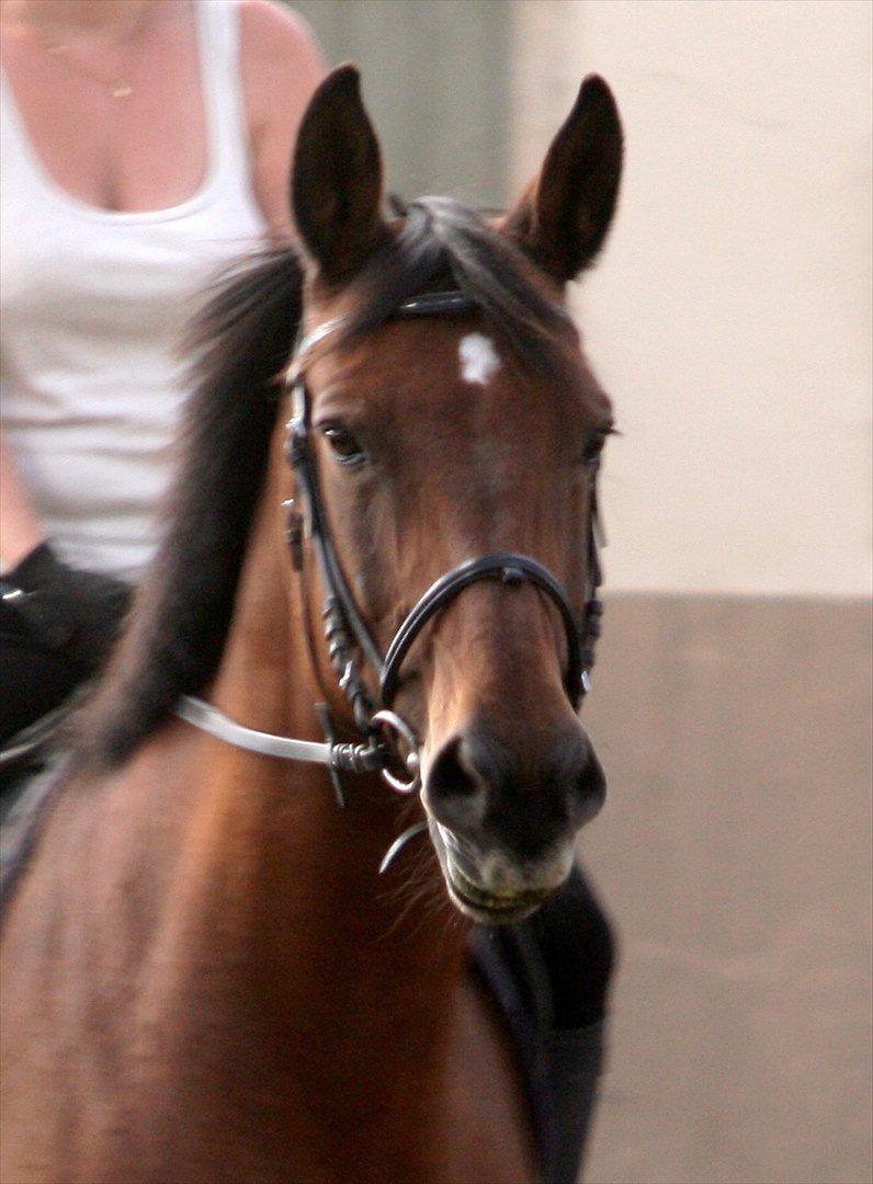 Dansk Varmblod Athena <3 Himmelhest :,( billede 10