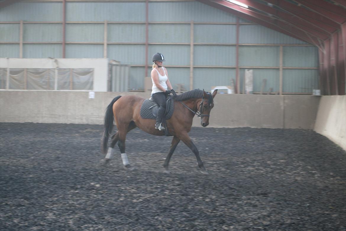 Dansk Varmblod Athena <3 Himmelhest :,( billede 11