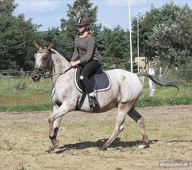 Knabstrupper Tessa - BEDST - hun har fået en helt igemmen fantastisk galop! <3 billede 17