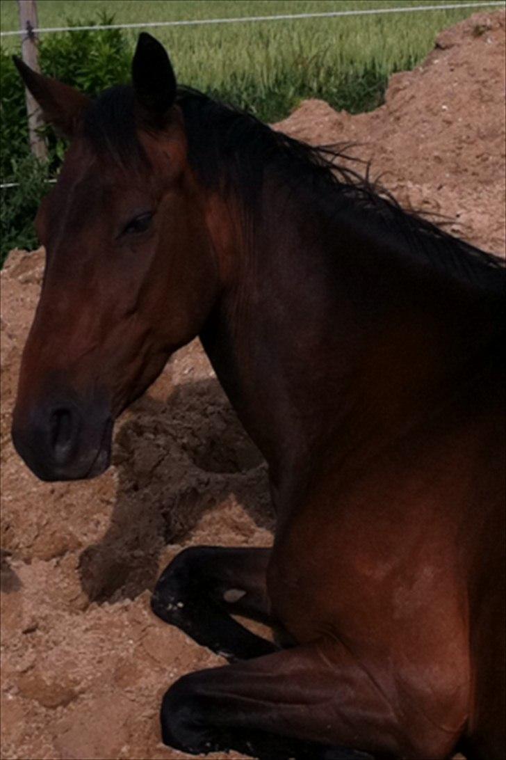 Traver migaja billede 12