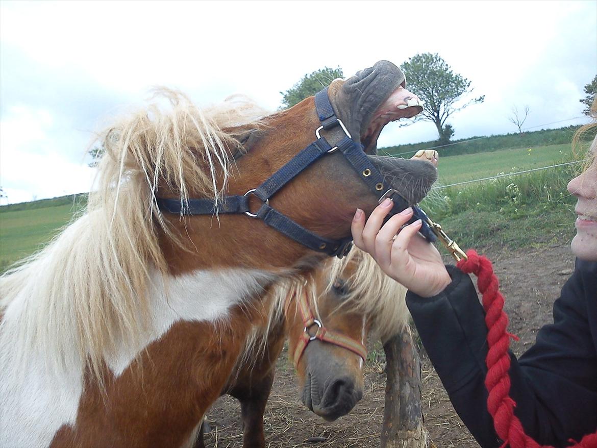 Miniature Ryttergaarden's Bertram - Gaaaab ! billede 5