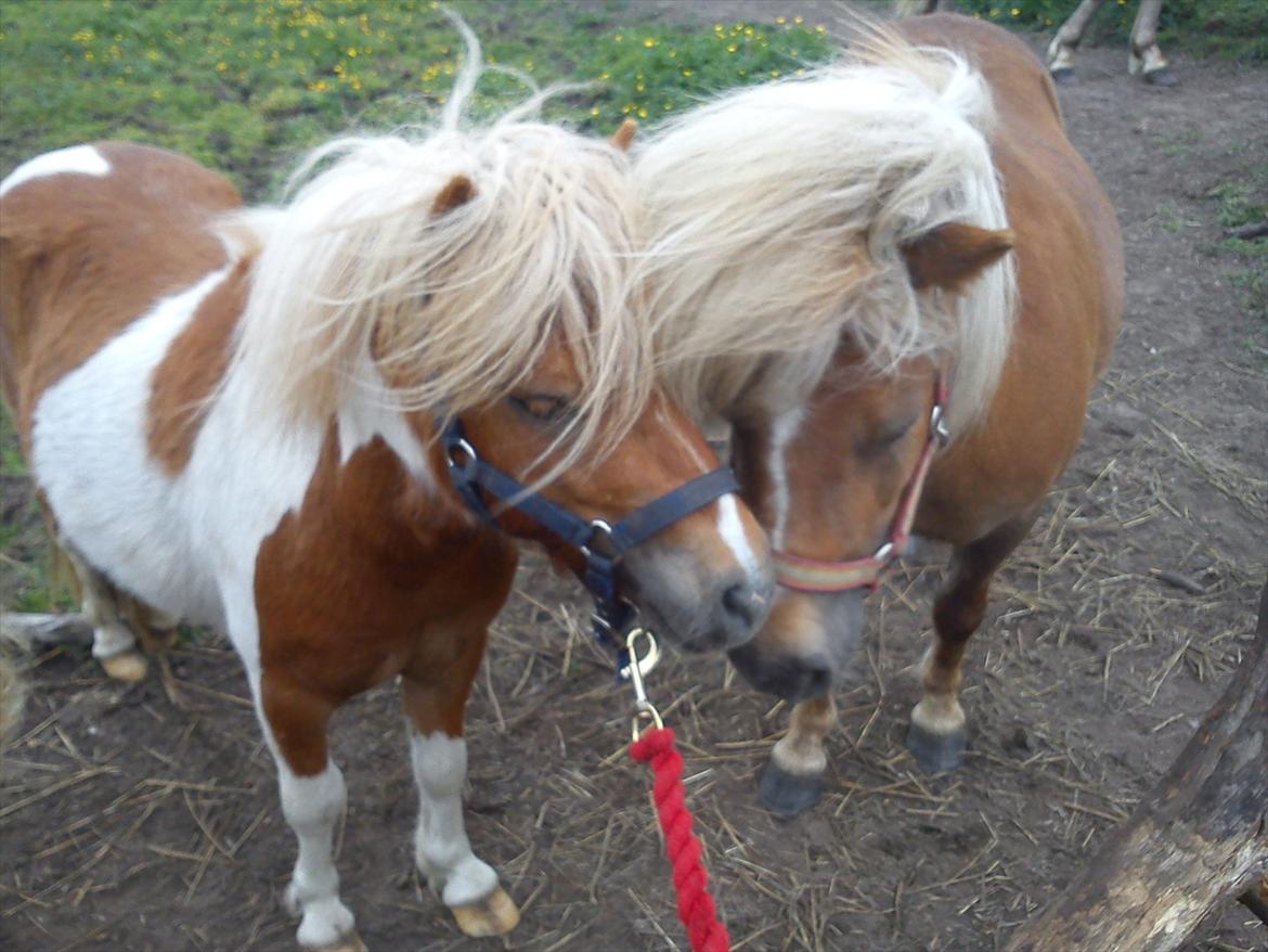 Miniature Ryttergaarden's Bertram billede 6