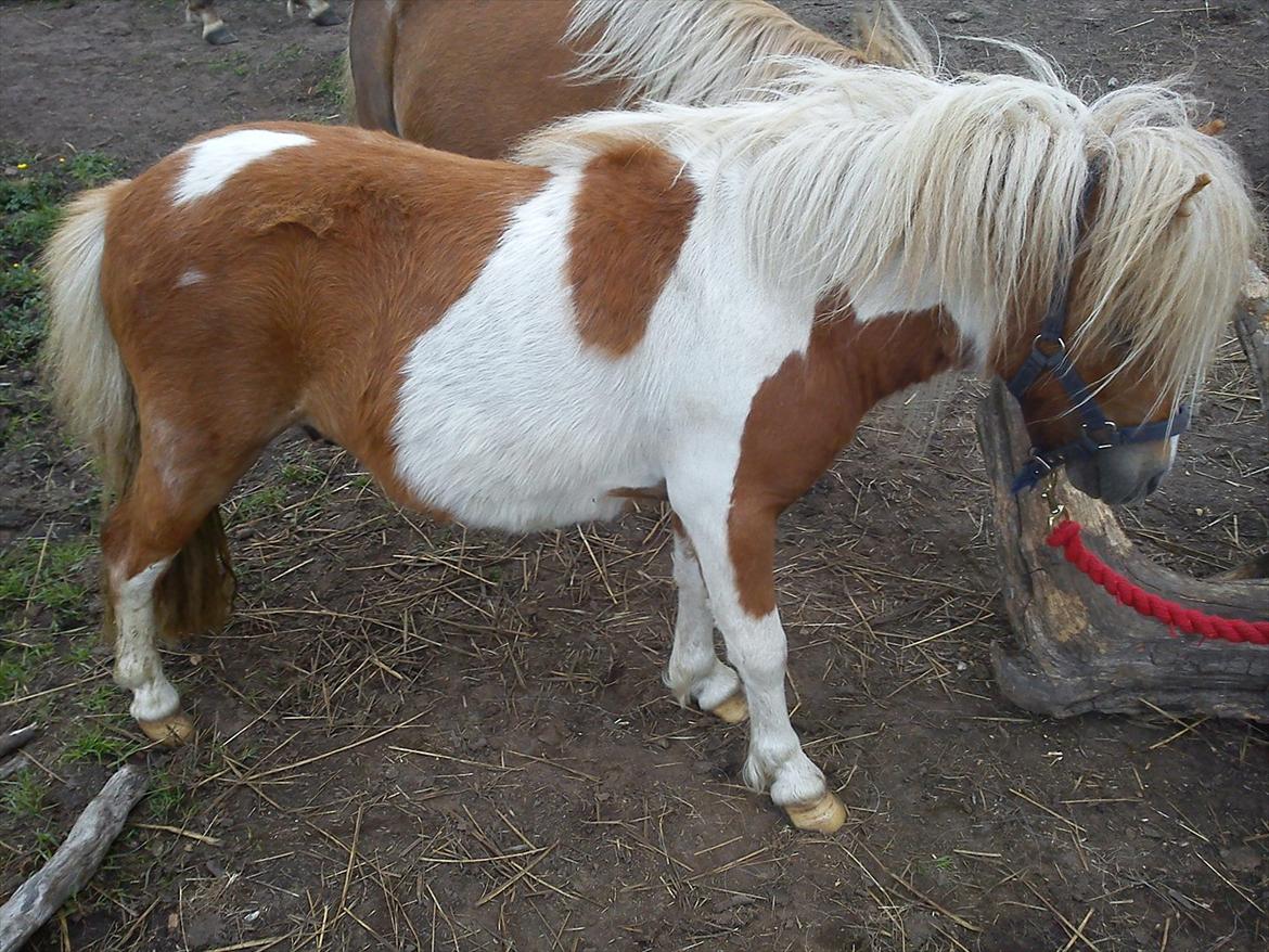 Miniature Ryttergaarden's Bertram billede 7