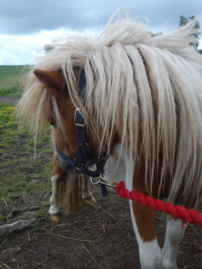 Miniature Ryttergaarden's Bertram - Flot udsigt :b billede 8