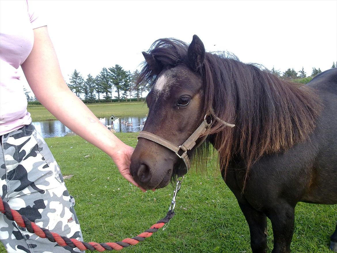 Shetlænder Oline billede 2