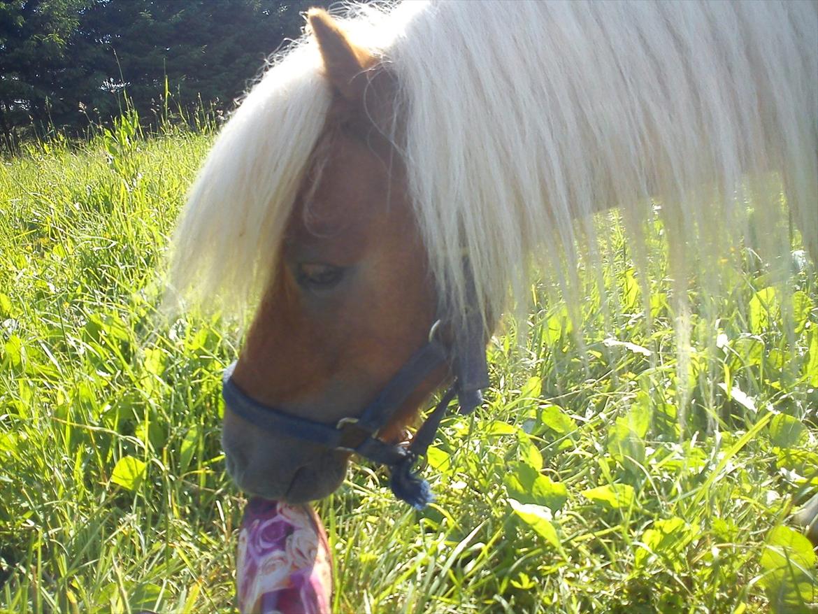 Miniature Ryttergaarden's Bertram - En rigtig sommerdreng :)  billede 9