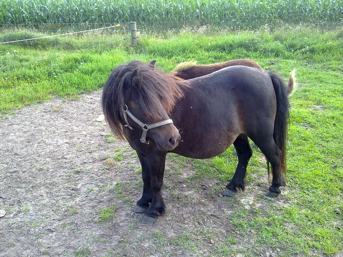 Shetlænder Oline billede 4