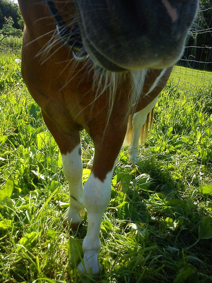 Miniature Ryttergaarden's Bertram - Ja, HEELT op i kameraet! billede 10