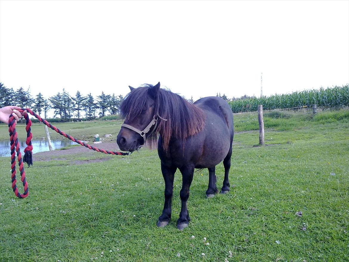 Shetlænder Oline billede 5