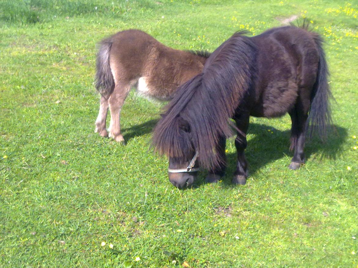 Shetlænder Oline billede 6
