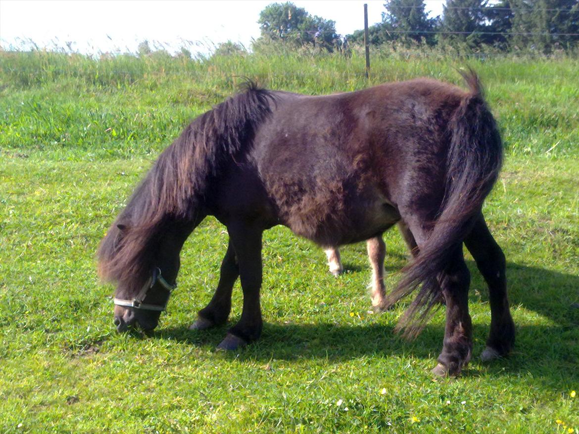 Shetlænder Oline billede 7