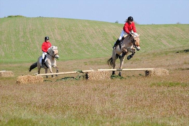 Fjordhest Emir Stanstorp (SOLGT) - wiiii, Jagt!!!! :D billede 18