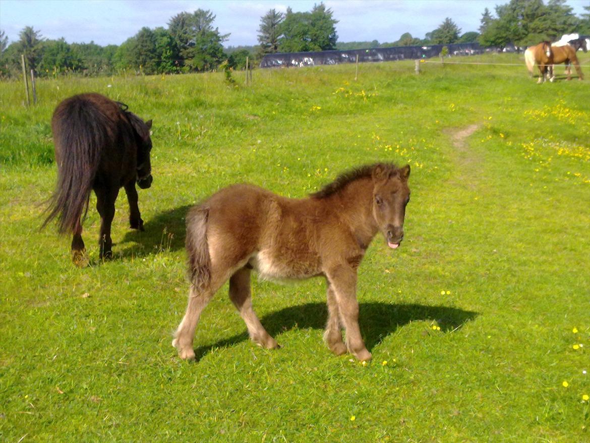 Shetlænder Mr. Tender of love (Elvis) billede 1