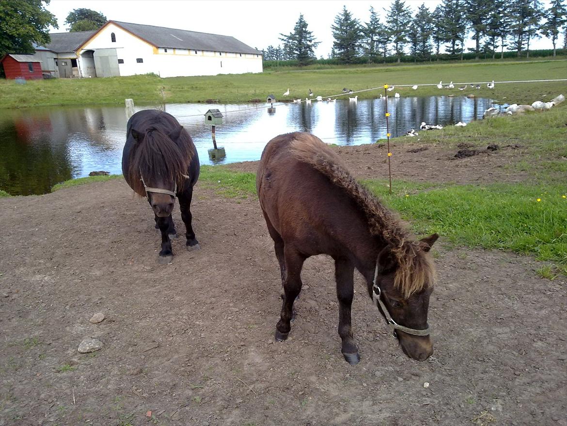 Shetlænder Mr. Tender of love (Elvis) billede 2