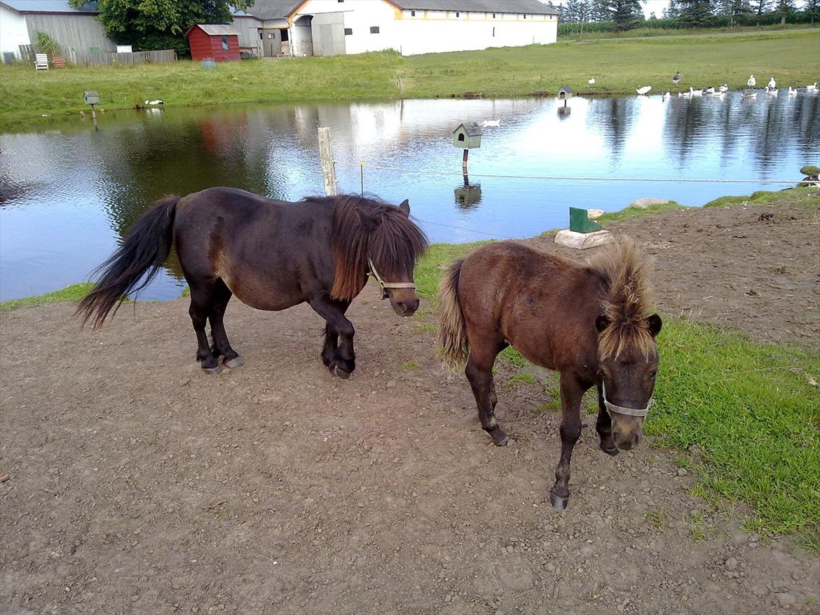 Shetlænder Mr. Tender of love (Elvis) billede 3