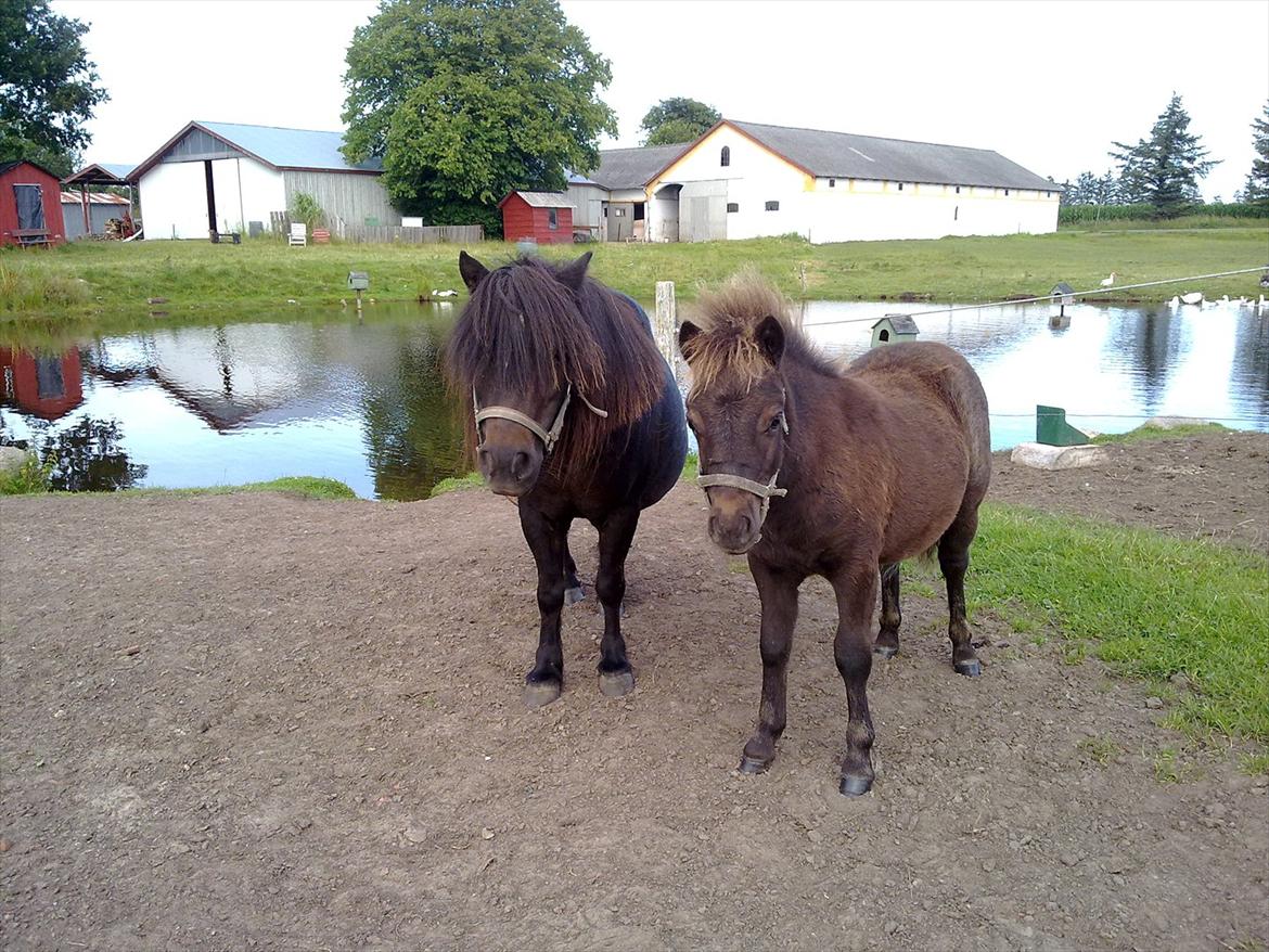 Shetlænder Mr. Tender of love (Elvis) billede 4