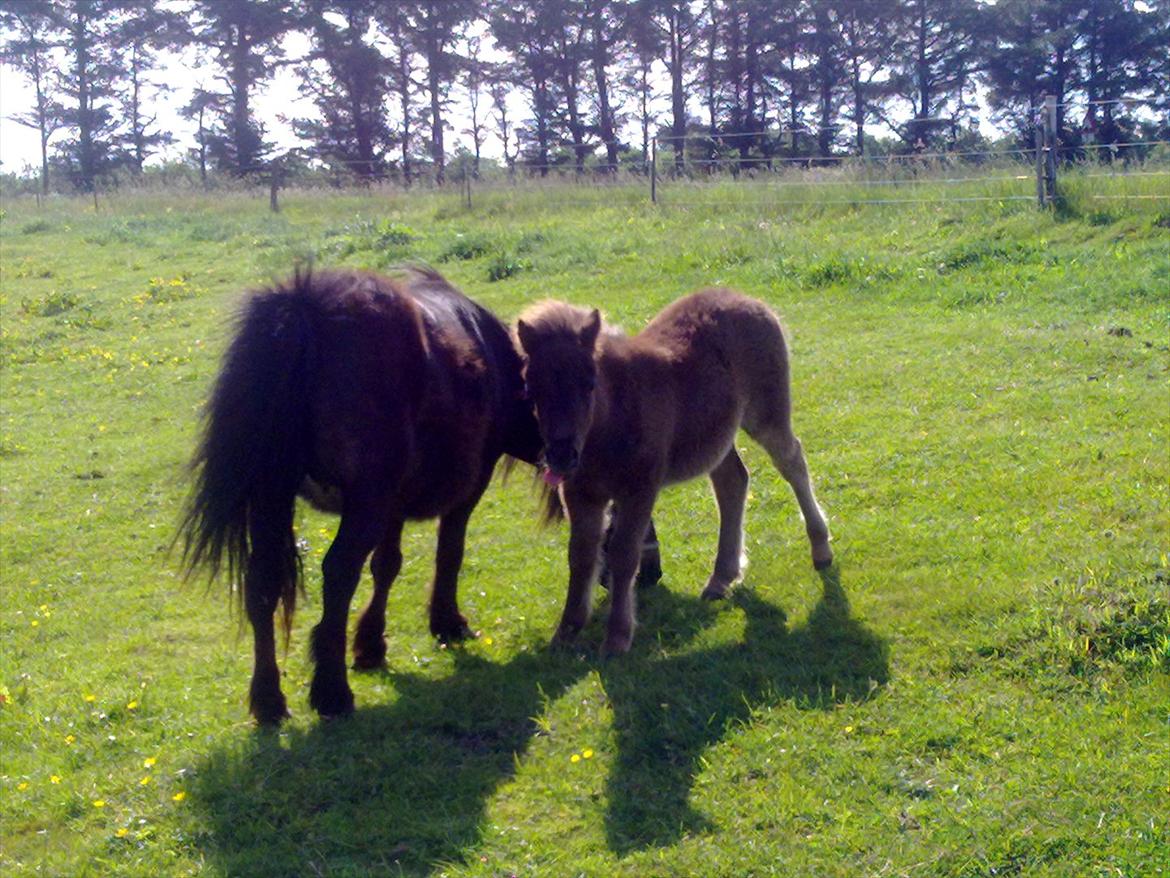 Shetlænder Mr. Tender of love (Elvis) billede 5