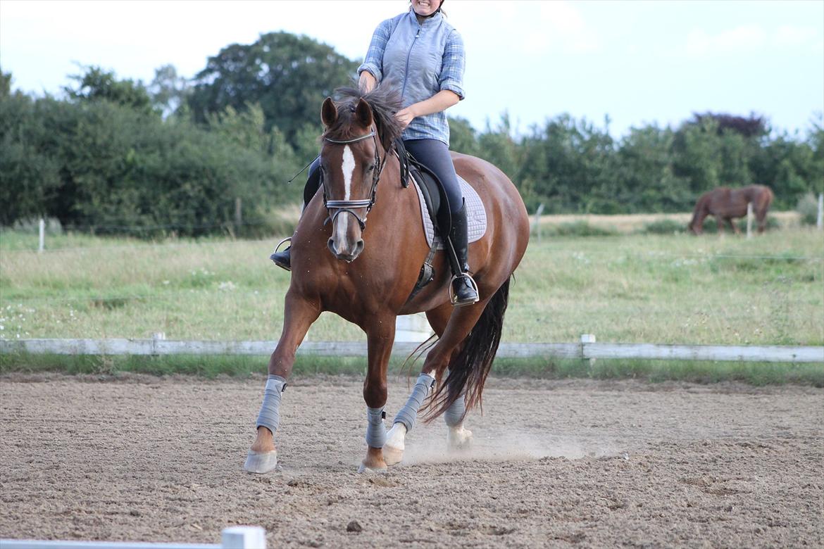 Dansk Varmblod Wholi brentedal billede 17
