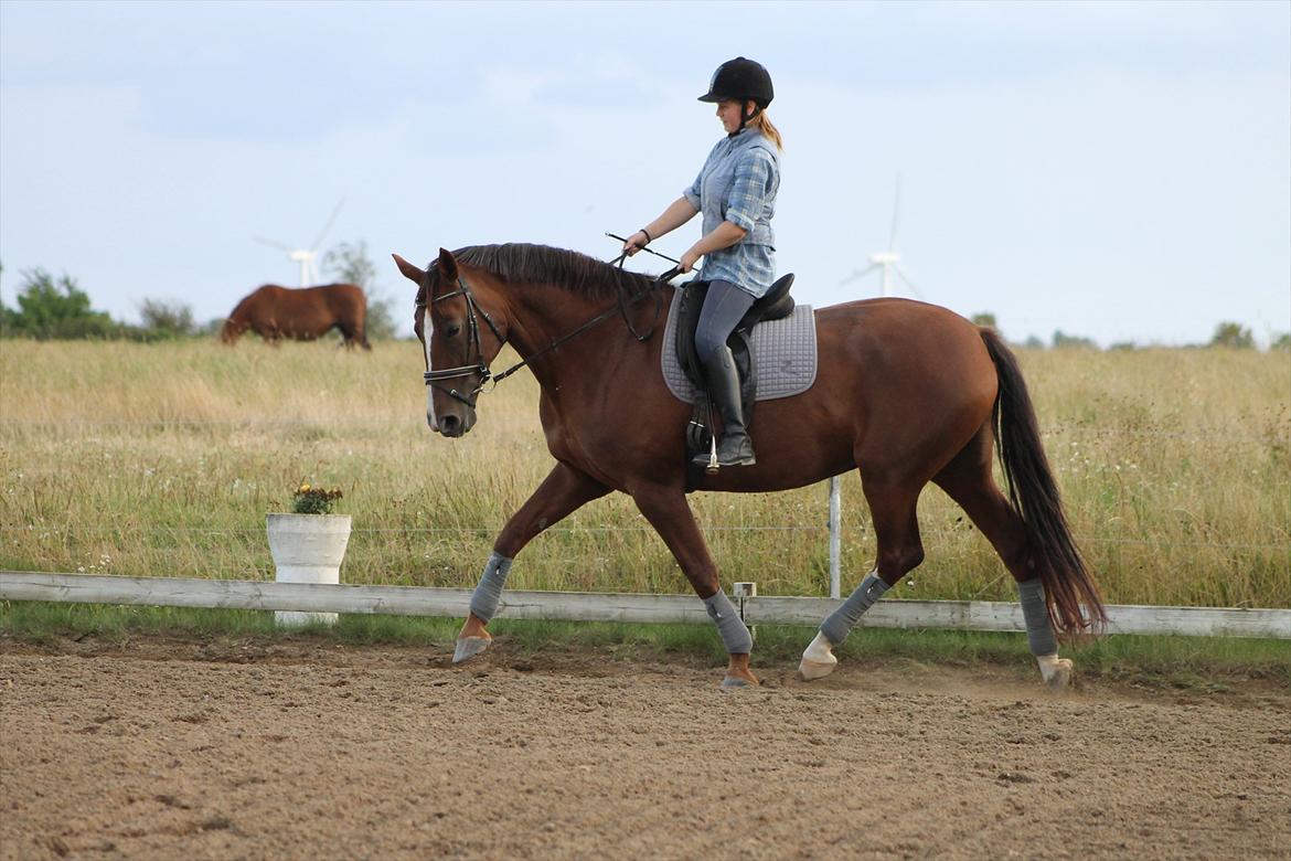 Dansk Varmblod Wholi brentedal billede 2